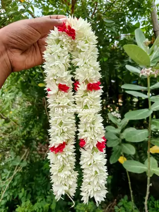 Foam pichi (Ivory×Red)