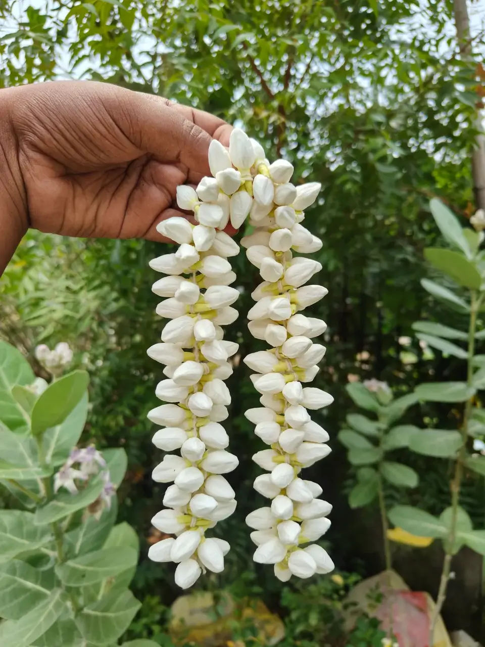 Tissue buds jasmine string 